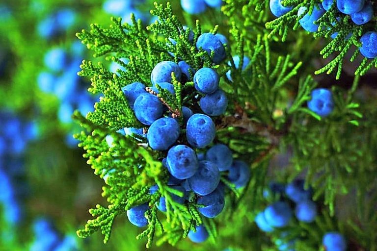 زيت العرعر العطري ... الفوائد والنصائح