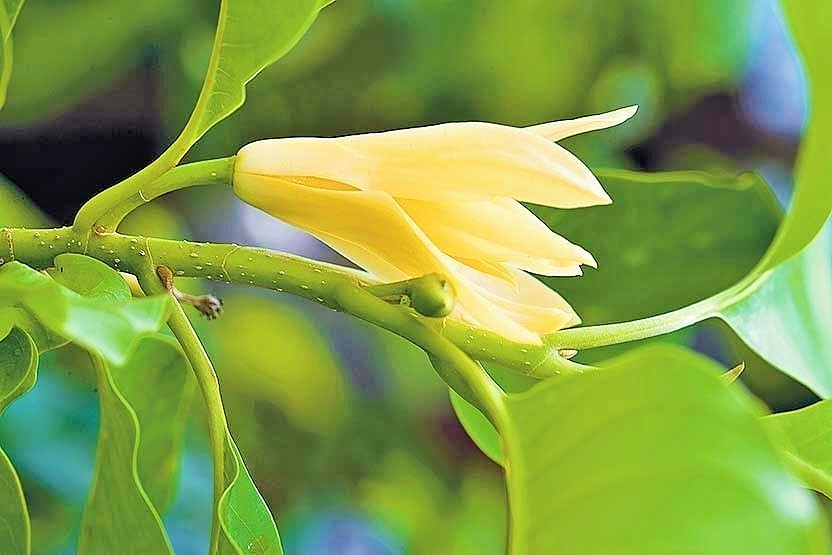 زيت الماغنوليا العطري لاضطرابات الأنف والأذن والحنجرة والجهاز التنفسي
