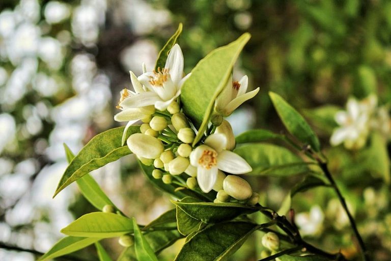 زيت النيرولي العطري ... التاريخ والأصل