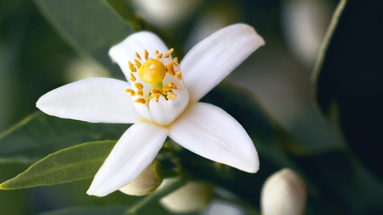 زيت النيرولي العطري ... الخصائص والفوائد