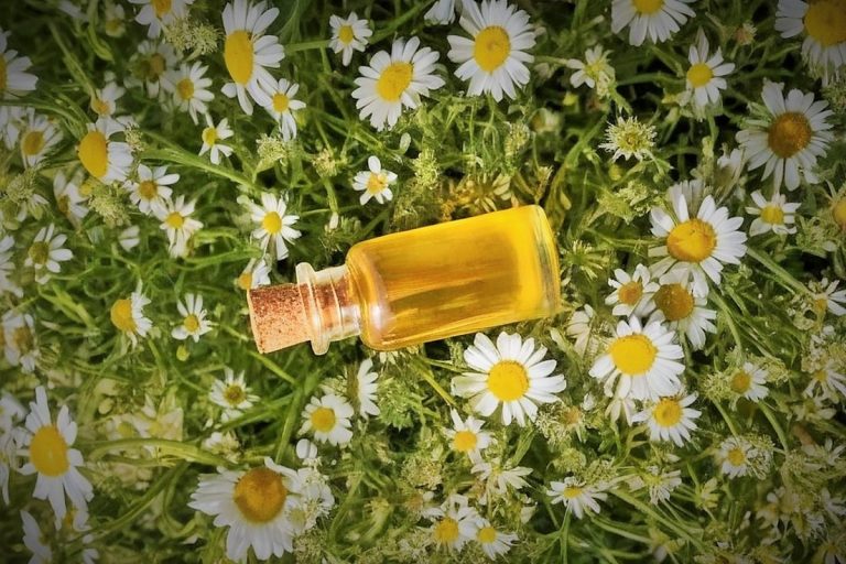 زيت البابونج الروماني العطري للراحة والاسترخاء