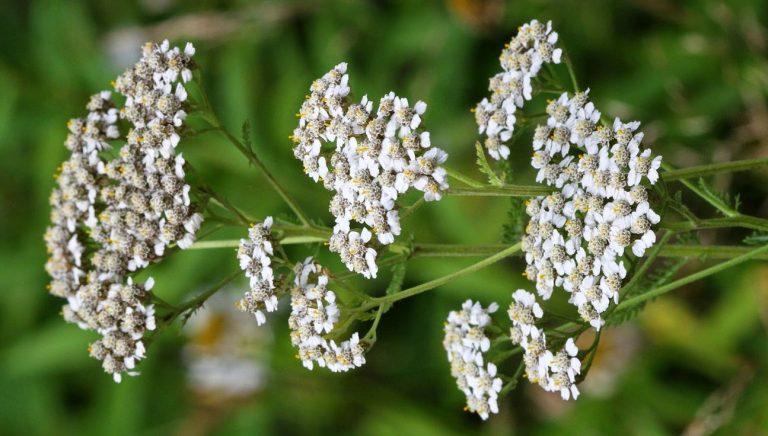 زيت خلة العطري ... الخصائص والفوائد الصحية
