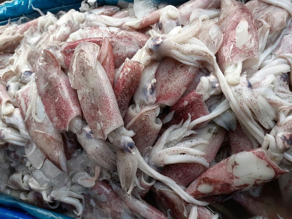 طرق تحضير الحبار والكالمار والأخطبوط