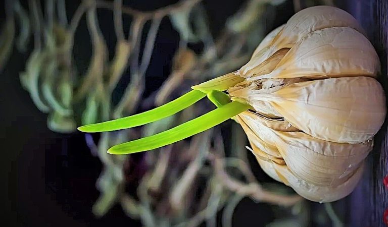 فوائد الثوم الصحية غير المعروفة!