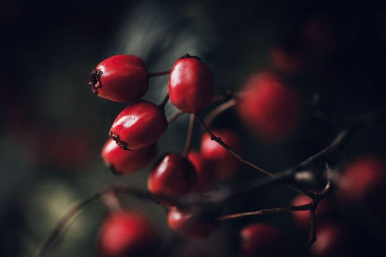 للفلفل الوردي العطري أو التوت الوردي ... حكايات وتاريخ