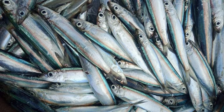 الأنشوجة تُسبب زيادة الوزن ... صح أم خطأ؟