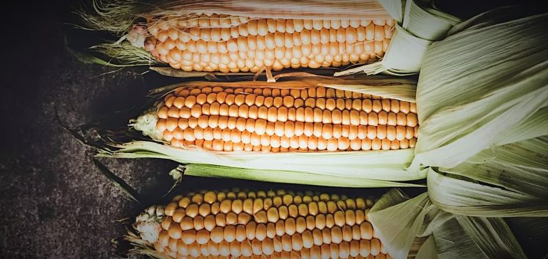 الذرة تُسبب زيادة الوزن ... صح أم خطأ؟