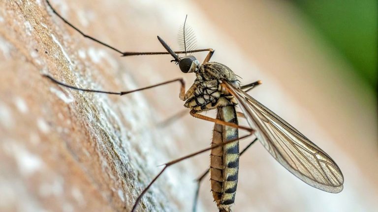 البعوض النمري ... معًا لمكافحة هذه الحشرة الخطيرة لأجل صيف آمن!