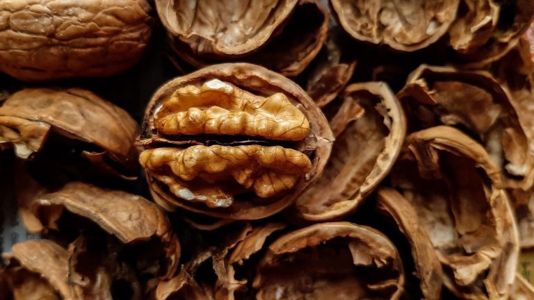الجوز والشوكولاتة مفيدان للذاكرة ... صح أم خطأ؟