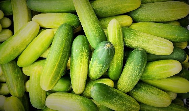الخيار ... الفوائد الصحية والمحاسن الجمالية والمنافع الغذائية