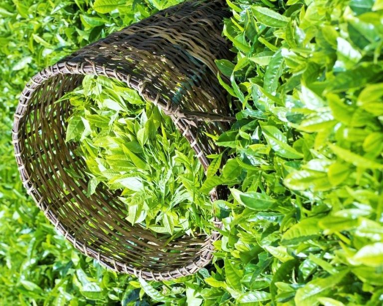 الشاي الأخضر … وصفات منزلية لتخلص من سموم البشرة الشاي الأخضر ... وصفات منزلية للتخلص من سموم البشرة
