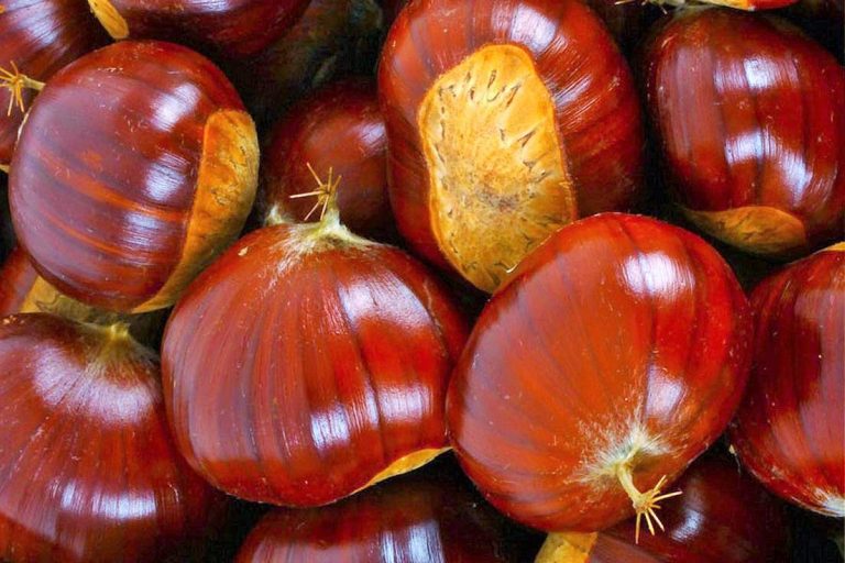 الكستناء تُسبب زيادة في الوزن … صحيح ام خطأ؟ الكستناء تُسبب زيادة في الوزن ... صحيح ام خطأ؟