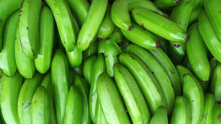 الموز الأخضر ... الفوائد والاحتياطات الصحية التي يجب اتخاذها