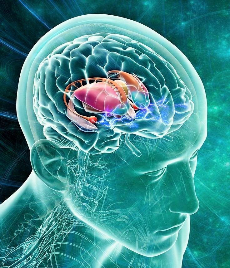 هل اكتشف الباحثون حقًا مركز السعادة في الدماغ؟ هل اكتشف الباحثون حقًا مركز السعادة في الدماغ؟